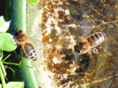 2016-07-10-abeilles-buvant-4