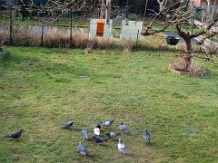 2016-02-03-1-pigeons