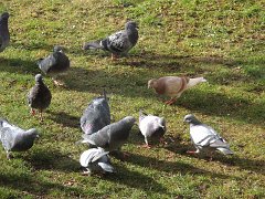 2016-02-03-2-pigeons