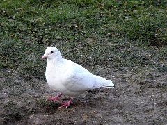 2018-02-23-pigeon