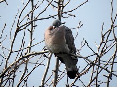 2018-02-27-pigeon-bizet-par-5-degres-2