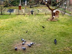 2018-03-04-pigeons-1