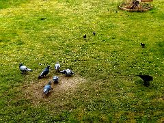 2018-03-04-pigeons-2