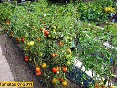 010-2011-07-24-tomates
