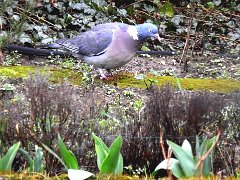 2017-03-06-pigeon-1