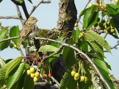 2017-05-13-moineau-domestique