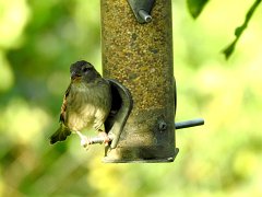 2017-08-31-moineau