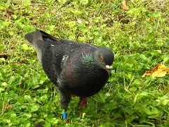 2017-09-01-pigeon-bague-2