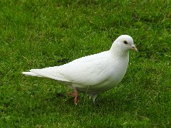 2017-12-14-pigeon-blanc