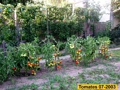005-2003-07-tomates