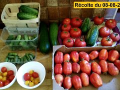 011-2015-08-08-vaires-récolte-legumes-4